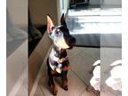 Doberman Pinscher PUPPY FOR SALE ADN-842076 - Full European Doberman Puppies