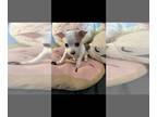 Chihuahua PUPPY FOR SALE ADN-842029 - Red Merle chihuahua female with blue eyes