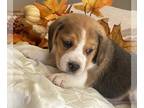 Beagle PUPPY FOR SALE ADN-841992 - Champion Style Beagles