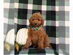 Cavapoo PUPPY FOR SALE ADN-842159 - Adorable F1b Cavapoo Puppy