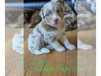 Aussiedoodle PUPPY FOR SALE ADN-842120 - Aussiedoodle Puppies Healthy and Sweet