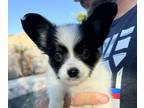 Papillon PUPPY FOR SALE ADN-842113 - Papillon Puppy Girl