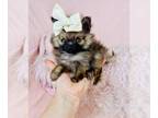 Pomeranian PUPPY FOR SALE ADN-842100 - Pomeranian