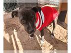 American Staffordshire Terrier Mix DOG FOR ADOPTION RGADN-1093591 - ZINNIA -