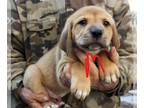 Labbe DOG FOR ADOPTION RGADN-1093839 - Rip - Labrador Retriever / Beagle / Mixed