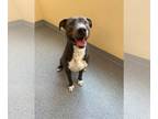 American Pit Bull Terrier-Great Dane Mix DOG FOR ADOPTION RGADN-1101292 - Clyde