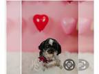 Shih Tzu Mix DOG FOR ADOPTION RGADN-1215422 - Sky - Shih Tzu / Mixed (medium