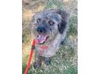 Benji, Border Terrier For Adoption In Newport Beach, California