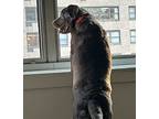 Sadie, Labrador Retriever For Adoption In Brooklyn, New York