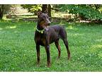 Speyburn, Doberman Pinscher For Adoption In Greensboro, North Carolina