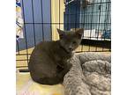 Gumbo, Domestic Shorthair For Adoption In Richmond, Virginia