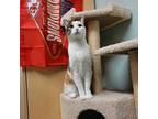 Skittles, Domestic Shorthair For Adoption In Topeka, Kansas