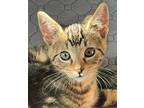 Ari, Domestic Shorthair For Adoption In Vancouver, Washington