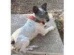 Poppy In Houston, Jack Russell Terrier For Adoption In Seguin, Texas