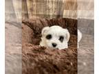 Yorkshire Terrier PUPPY FOR SALE ADN-842411 - Extreme white Parti female