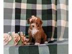 Poodle (Toy) PUPPY FOR SALE ADN-842422 - Beautiful Toy Poodle Puppy