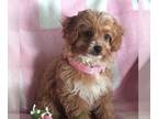 Cavapoo PUPPY FOR SALE ADN-842338 - f1b Cavapoo