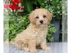 Bichpoo PUPPY FOR SALE ADN-842300 - F1 Bichpoo