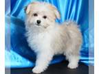 Maltipom PUPPY FOR SALE ADN-842227 - Eddie Male Maltipom