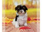 Havanese PUPPY FOR SALE ADN-842225 - Havanese