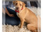 Labrador Retriever Mix DOG FOR ADOPTION RGADN-1390241 - Ellie - Labrador