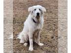 Great Pyrenees Mix DOG FOR ADOPTION RGADN-1390254 - Ludo - Great Pyrenees /