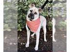 Pug-Shiba Inu Mix DOG FOR ADOPTION RGADN-1390313 - Pippa - Pug / Shiba Inu /