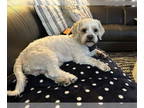 Shih Apso DOG FOR ADOPTION RGADN-1390393 - Luke D5969 - Lhasa Apso / Shih Tzu /