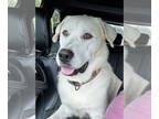 Labrenees DOG FOR ADOPTION RGADN-1390442 - Hank Williams - Labrador Retriever /