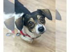 Rat Terrier Mix DOG FOR ADOPTION RGADN-1390530 - Marley - Rat Terrier / Mixed