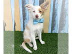 Australian Shepherd-Pomeranian Mix DOG FOR ADOPTION RGADN-1390538 - Blue Baloo -