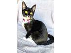 Kitten Mars, Domestic Shorthair For Adoption In Salem, New Hampshire