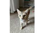 Pyra, Domestic Shorthair For Adoption In Rochester, New York