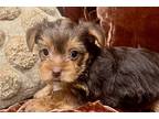 Yorkshire Terrier Puppy for sale in Oklahoma City, OK, USA