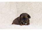 Shorkie Tzu Puppy for sale in Cambridge, OH, USA