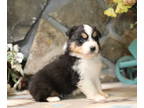 Australian Shepherd PUPPY FOR SALE ADN-842499 - Sophies black tri boy