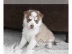 Pomsky PUPPY FOR SALE ADN-842590 - Tundra Pomsky