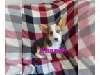 Pembroke Welsh Corgi PUPPY FOR SALE ADN-842585 - Pembroke Welsh Corgi puppies