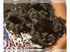 Pom-Shi-Shih Tzu Mix PUPPY FOR SALE ADN-842667 - Shih tzu Pomeranian