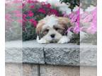 Shih Apso PUPPY FOR SALE ADN-842574 - Lincoln