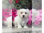 Coton de Tulear PUPPY FOR SALE ADN-842440 - Ace