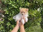 Spunky Pomeranian Puppies