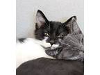 Mr. Bashfull, Domestic Shorthair For Adoption In Napa, California