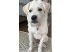 Isla Mae - Adoption Fee Sponsored!, Terrier (unknown Type