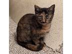 Maxine, Domestic Shorthair For Adoption In Candler, North Carolina