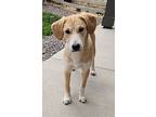 Brady, Labrador Retriever For Adoption In Berthoud, Colorado