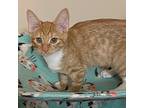 Blossom, Domestic Shorthair For Adoption In Whitehall, Pennsylvania