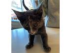 Dusty, Domestic Shorthair For Adoption In Whitehall, Pennsylvania