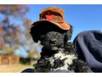 Portuguese Water Dog Puppy for sale in Pittsburgh, PA, USA