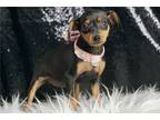 Miniature Pinscher Puppy for sale in Fort Wayne, IN, USA